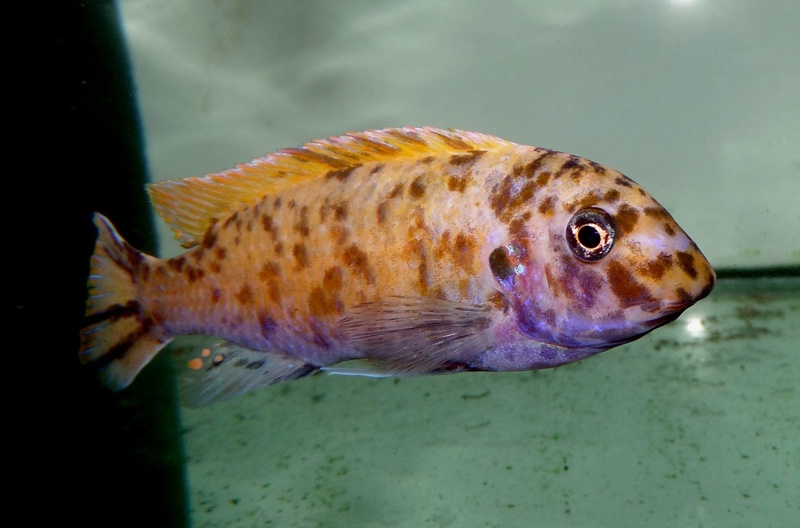 Labeotropheus fuelleborni 'Mbamba Bay'